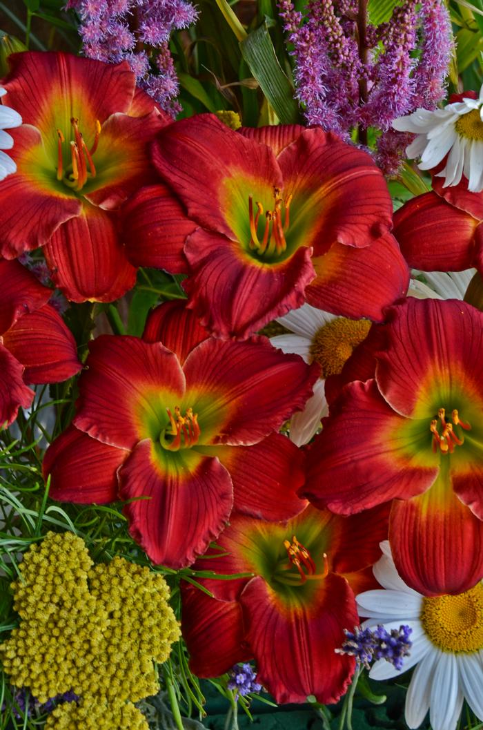 Hemerocallis x Red Hot Returns