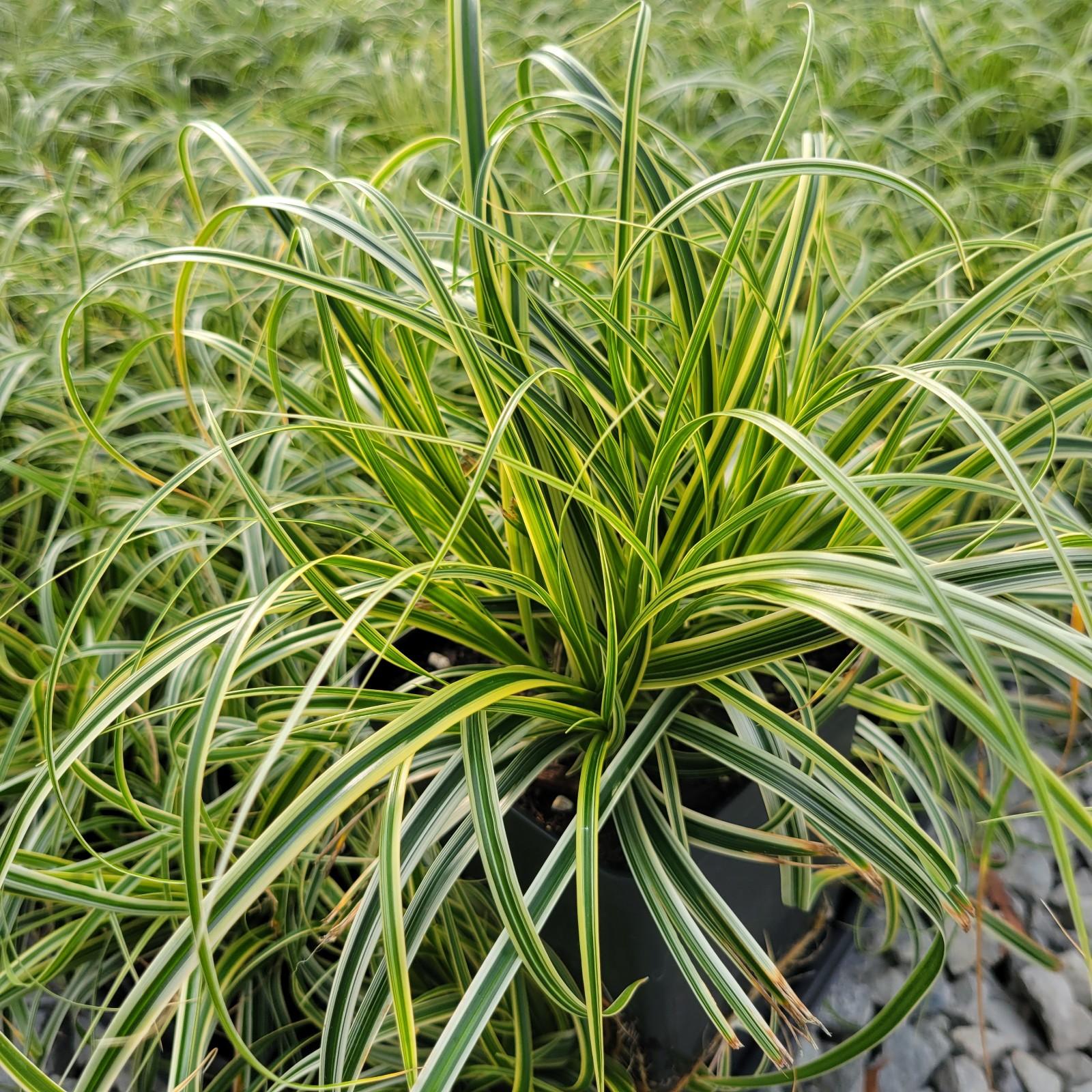 Carex x hybrida ET CRX010