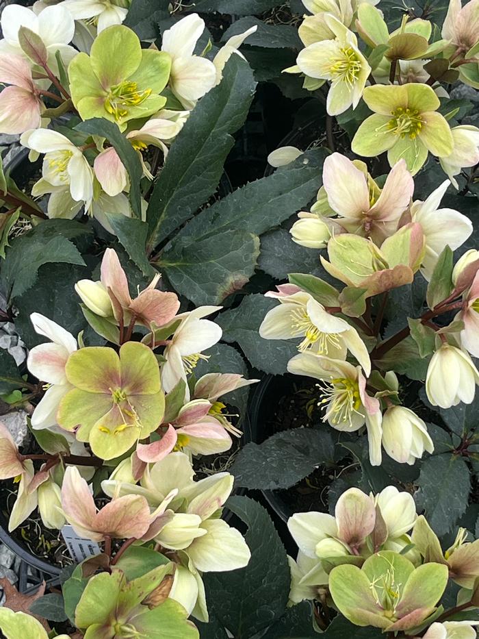 Helleborus x ericsmithii COSEH 730
