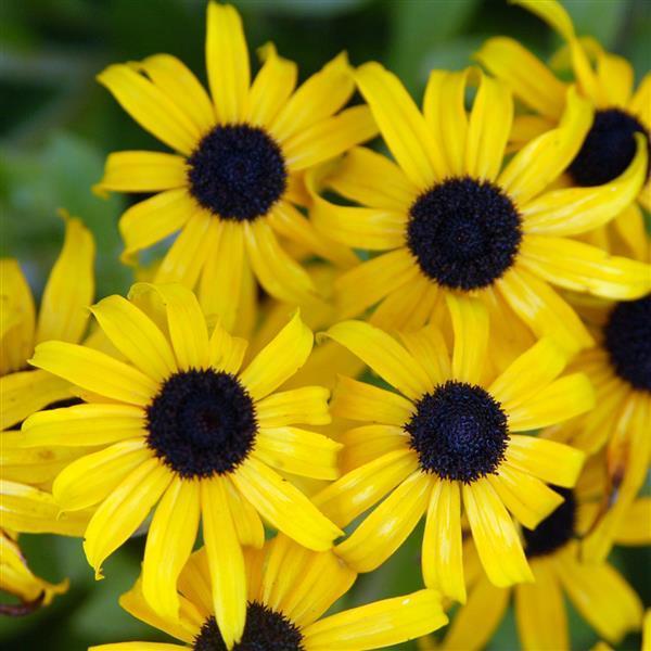 Rudbeckia x American Gold Rush
