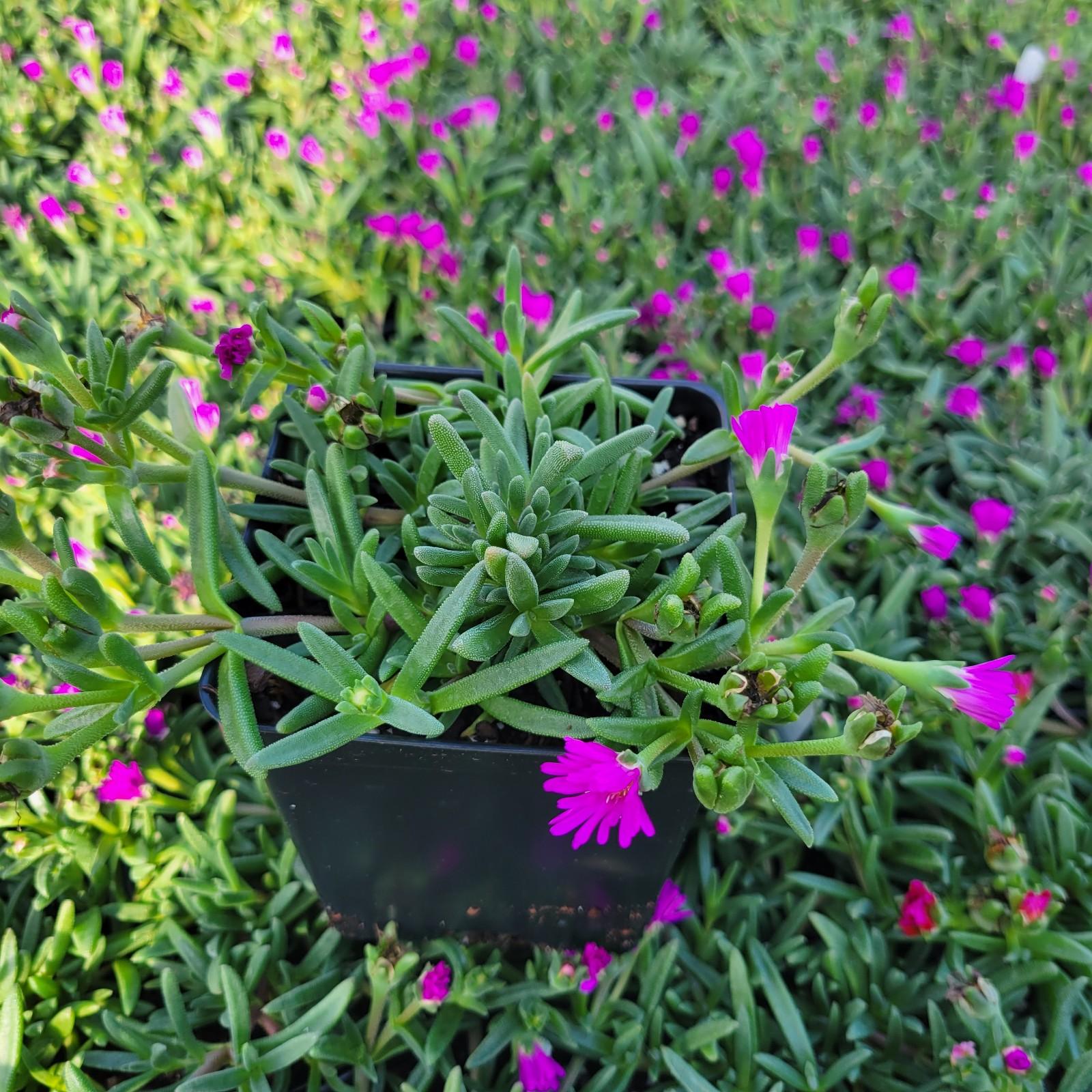 Delosperma x wittrockiana T1854