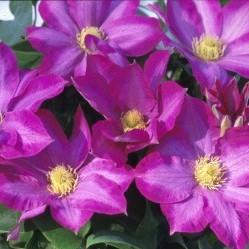 Clematis x Pink Champagne