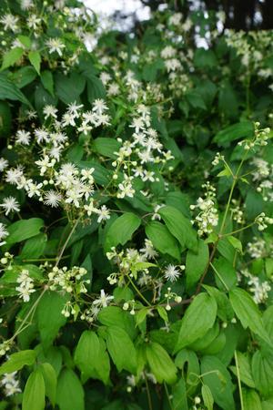 Clematis virginiana 