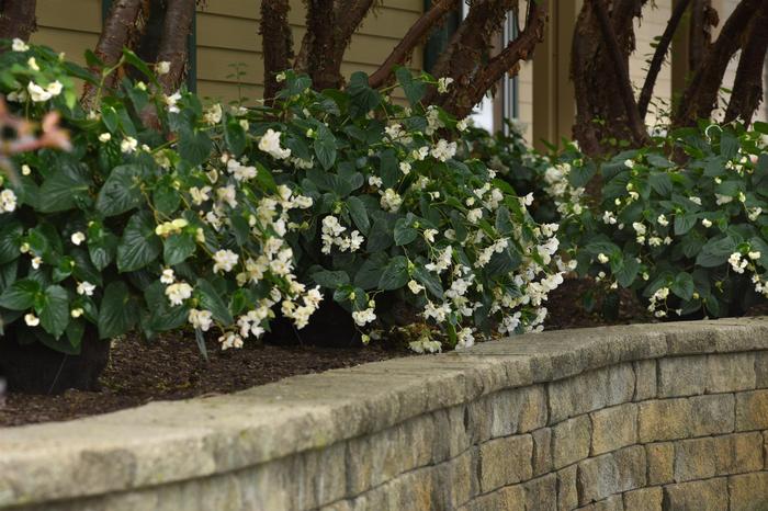 Begonia x hyrbrida PAS1484340