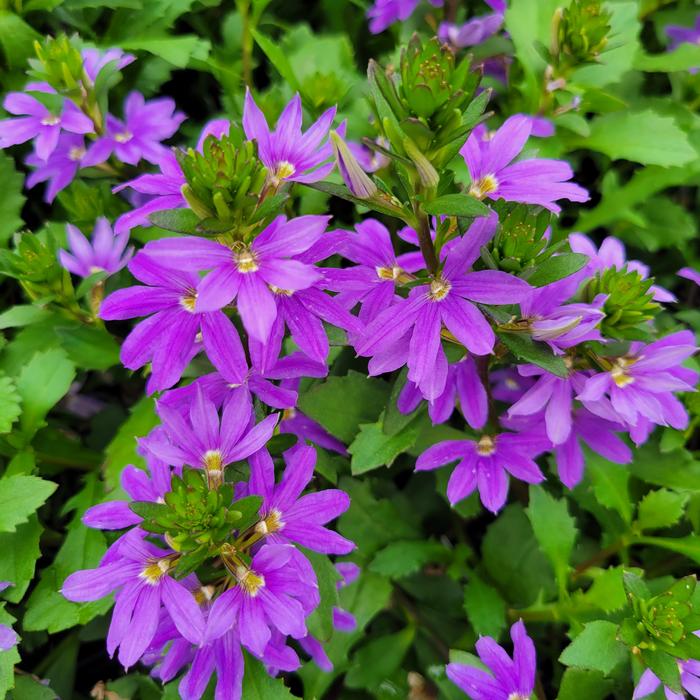 Scaevola hyrbid 