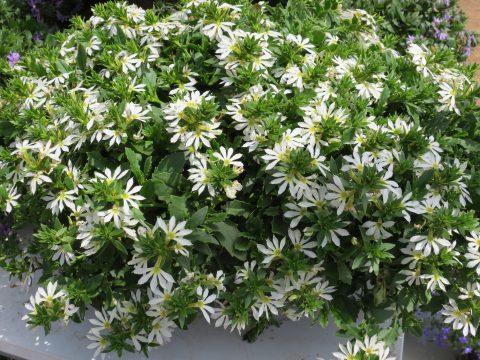 Scaevola hyrbid 