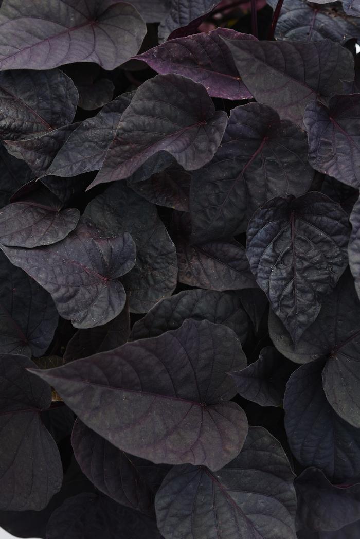 Ipomoea batatas Balspotbart