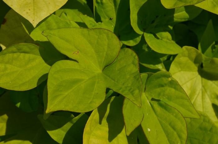 Ipomoea batatas Balspotimart