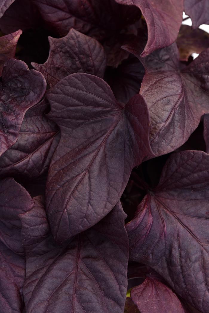 Ipomoea batatas Balspotredart