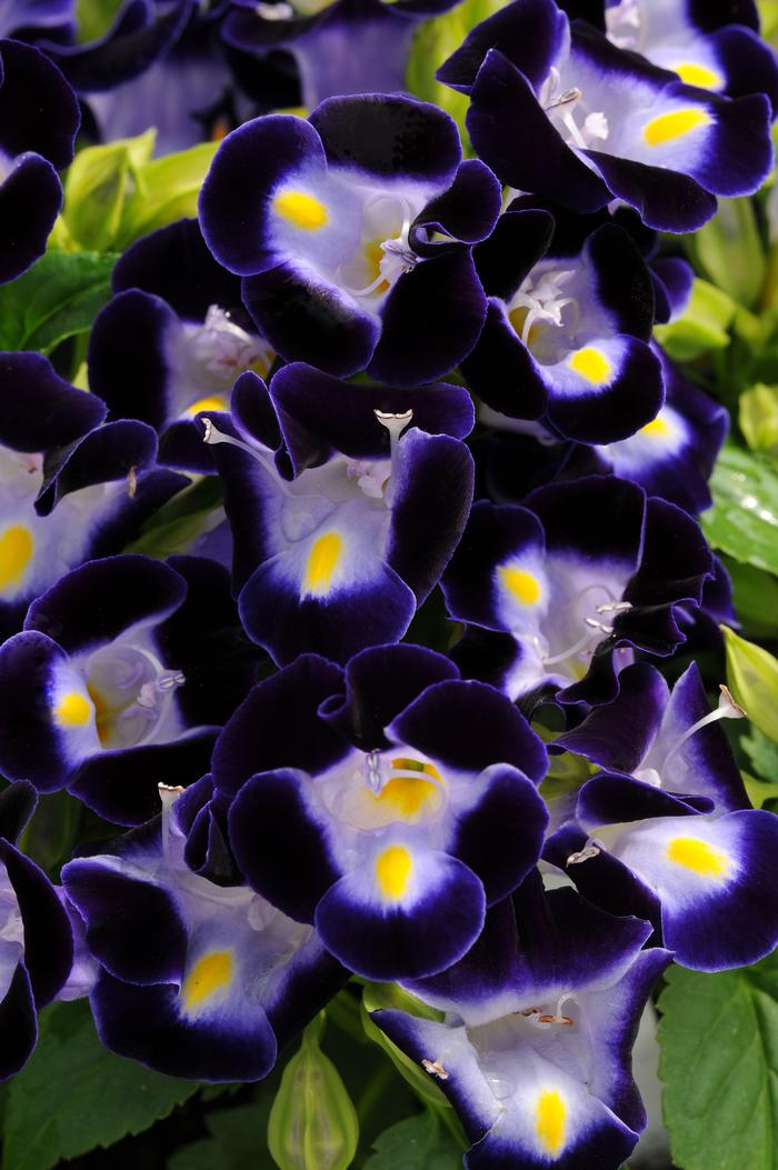 Torenia fournieri PAS786690