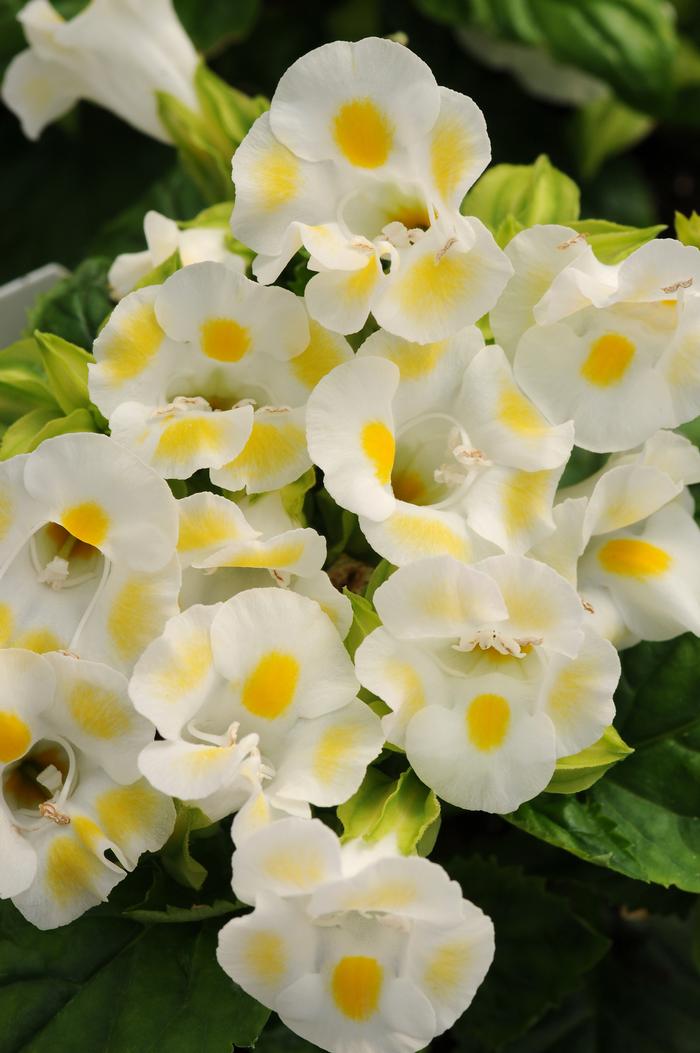 Torenia fournieri PAS786694