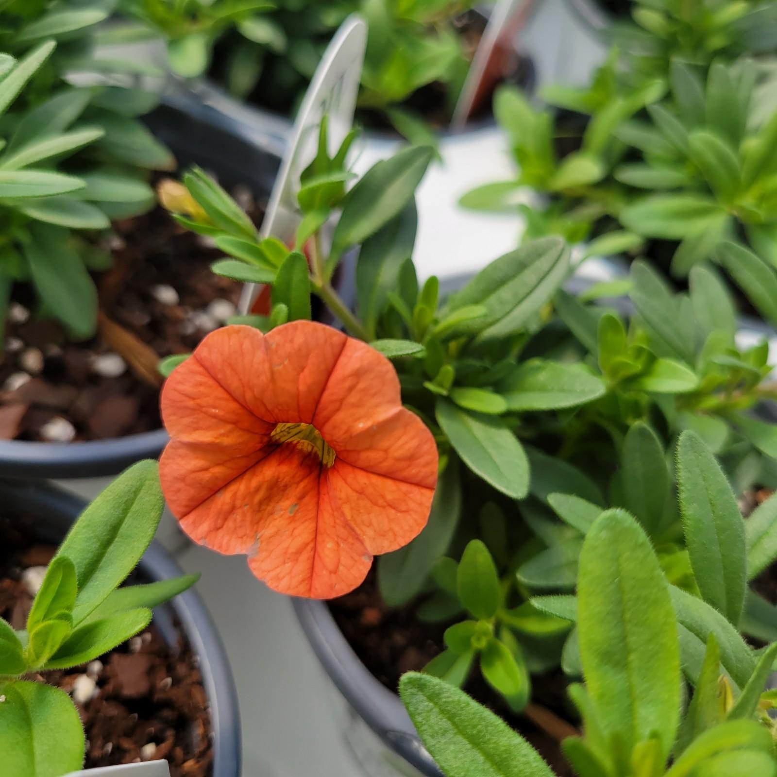 Calibrachoa hybrida BBCAL9901
