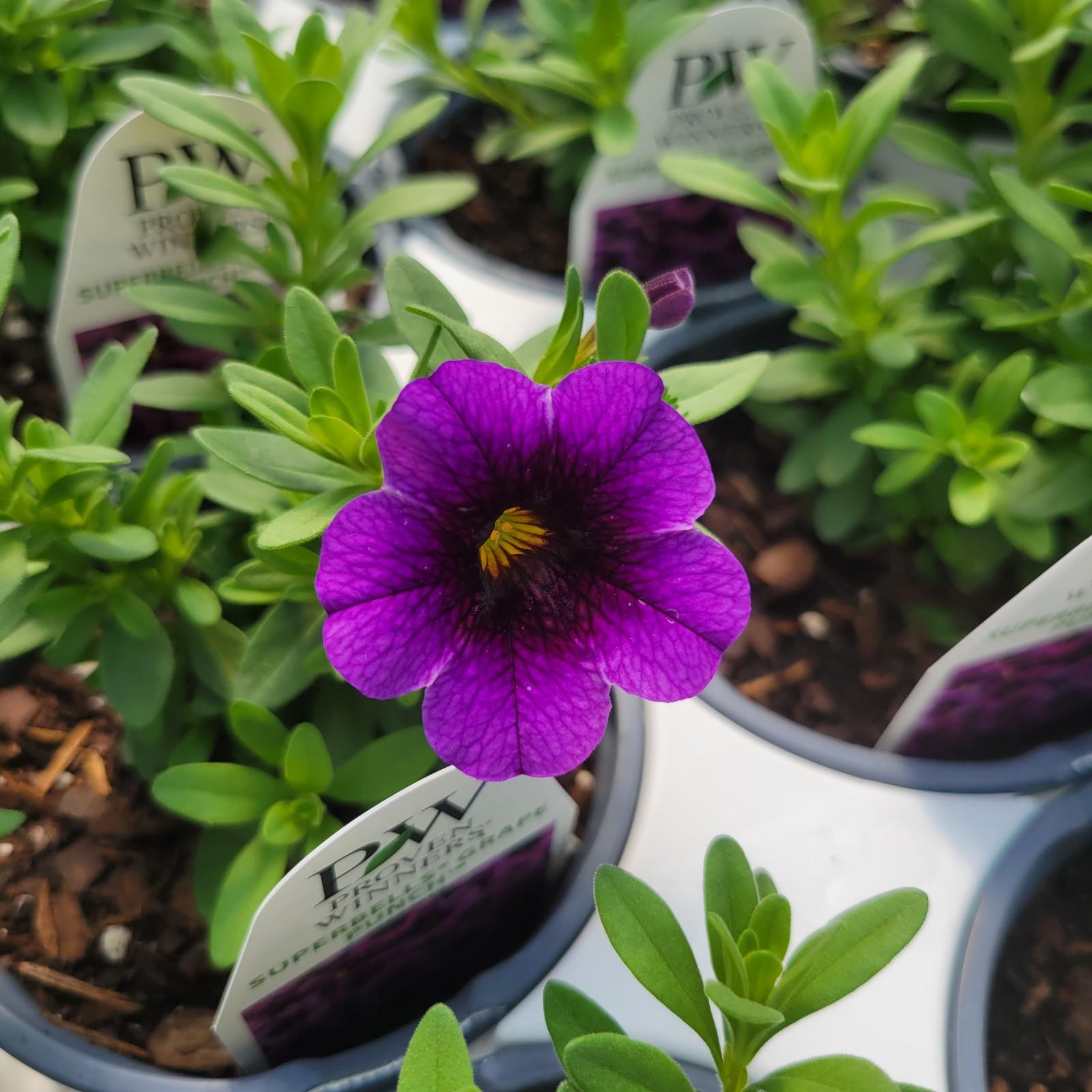 Calibrachoa hybrida JGCAL09404