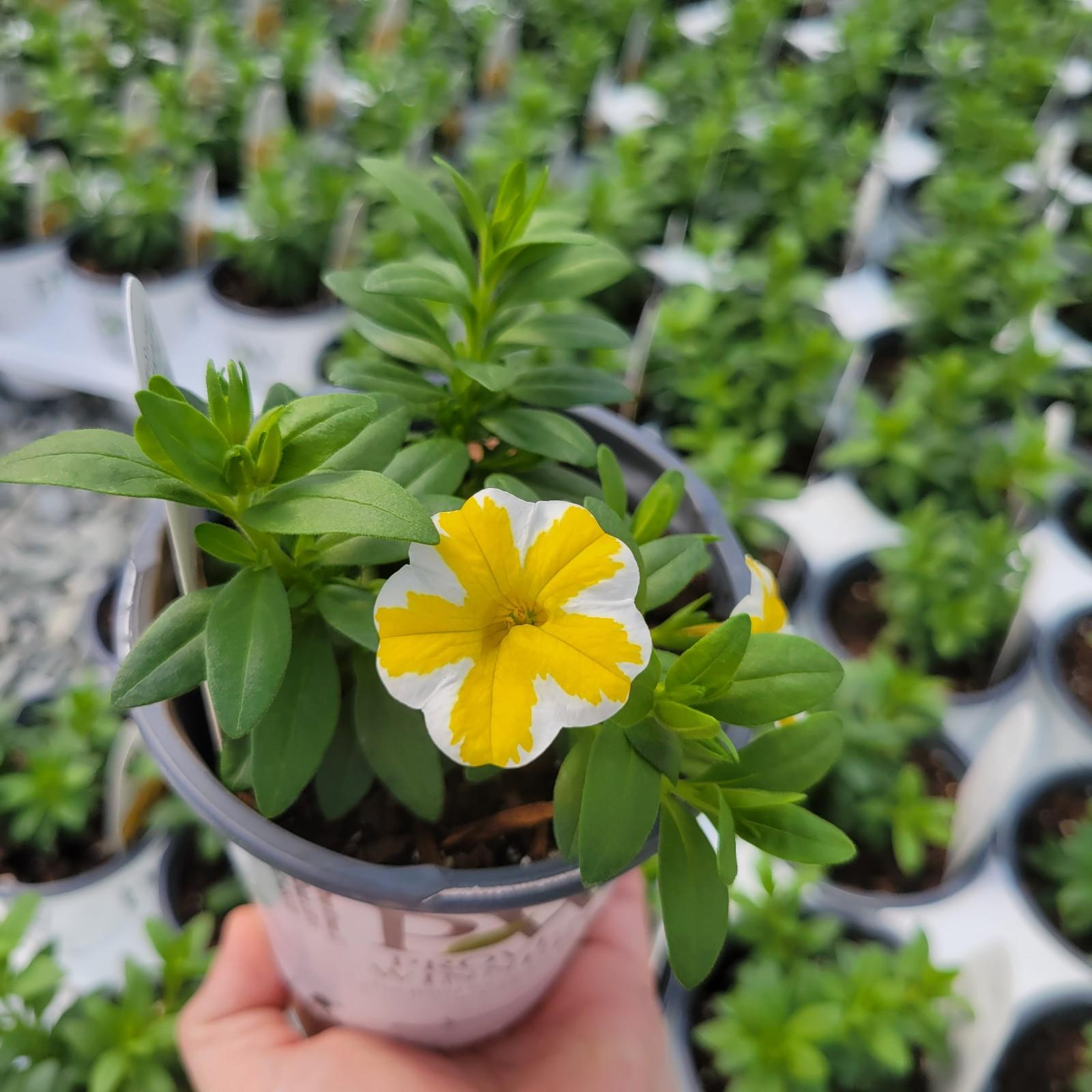Calibrachoa hybrida USCAL5302M