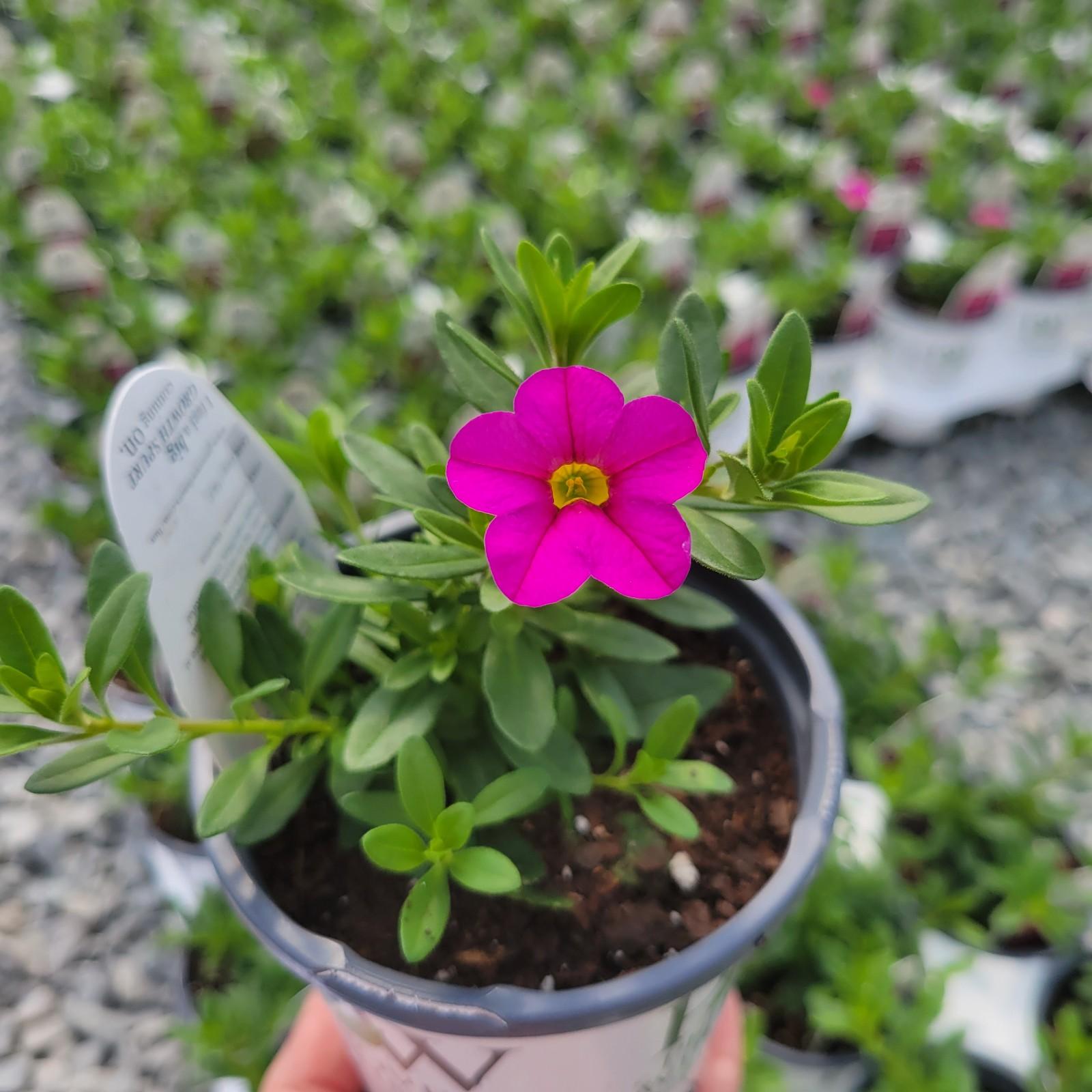 Calibrachoa hybrida USCALI11