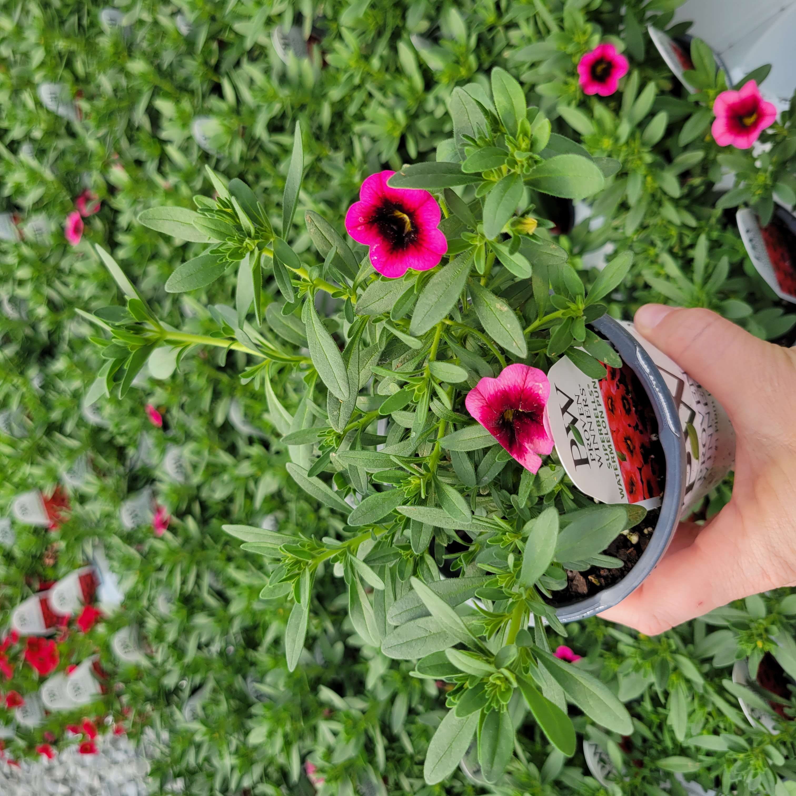 Calibrachoa hybrida BBCAL82402