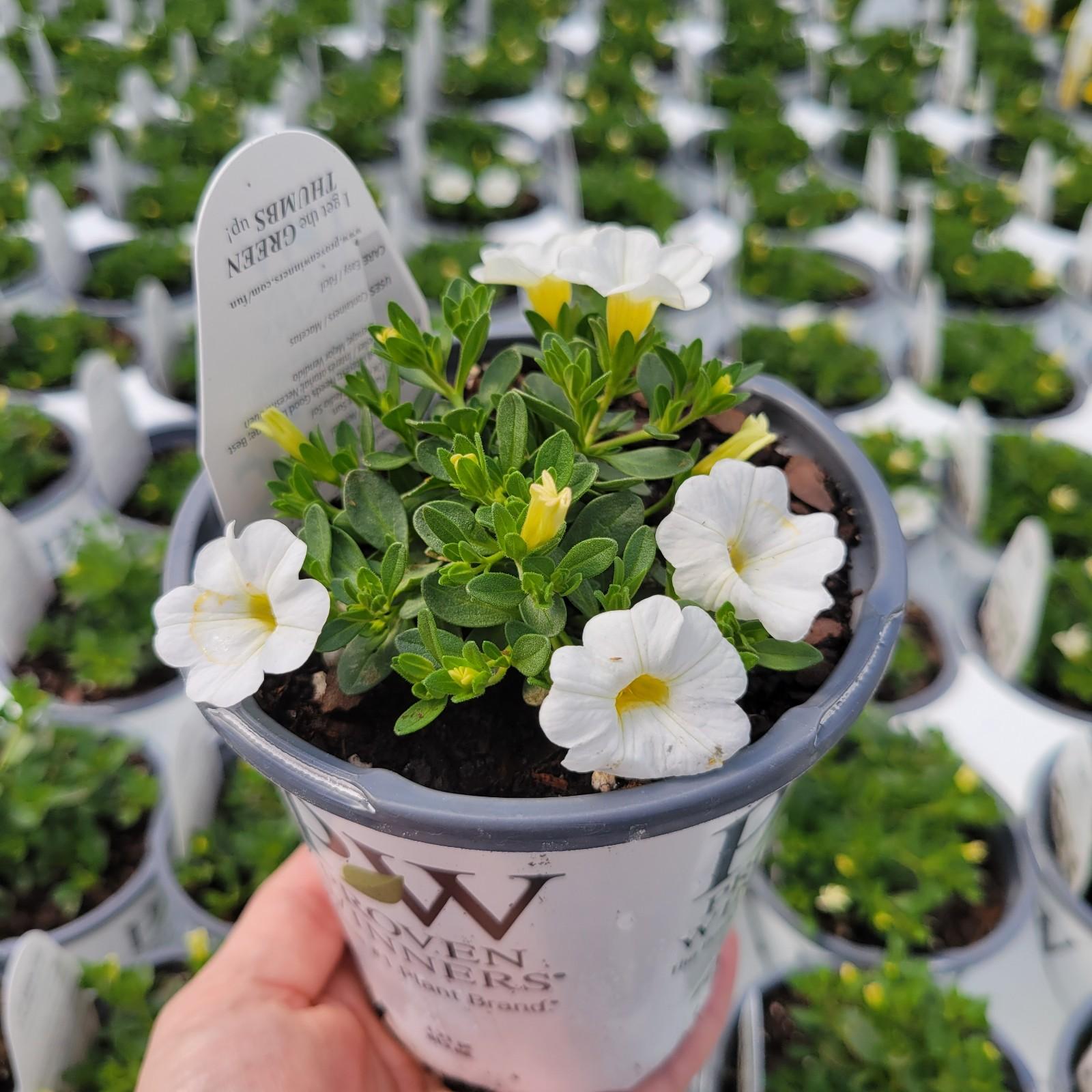 Calibrachoa hybrida Balcal14141