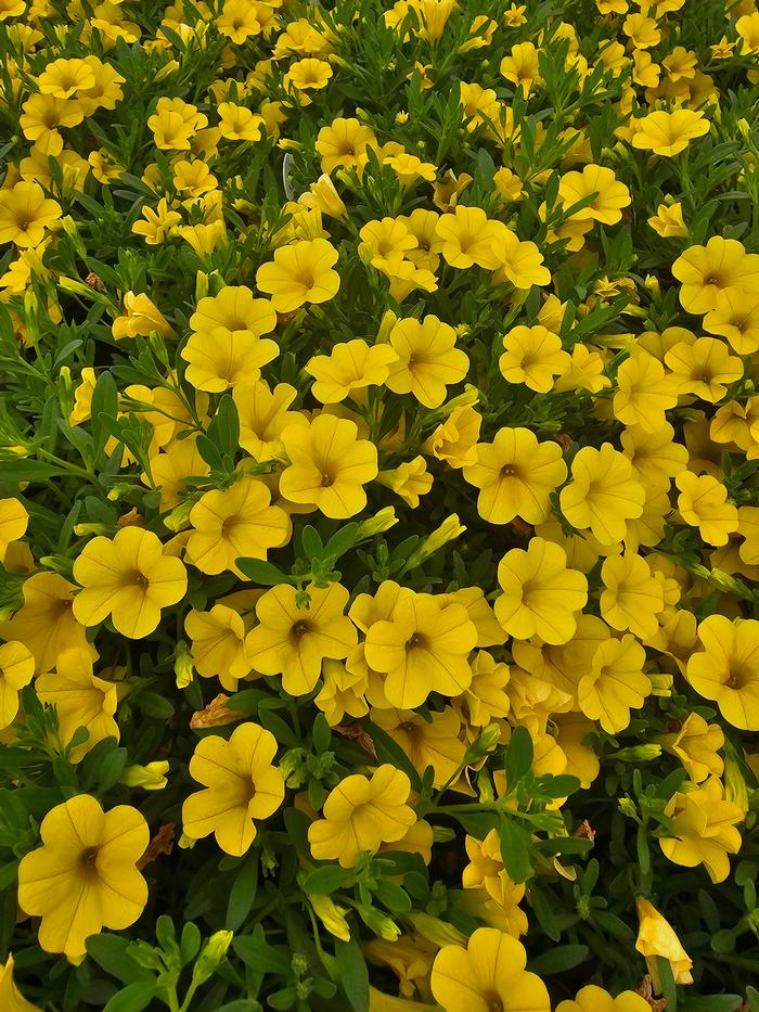 Calibrachoa hybrida Balcal1004