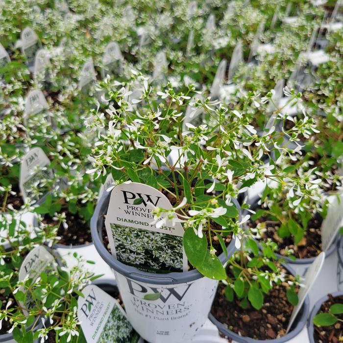 Euphorbia hybrid Inneuphdia