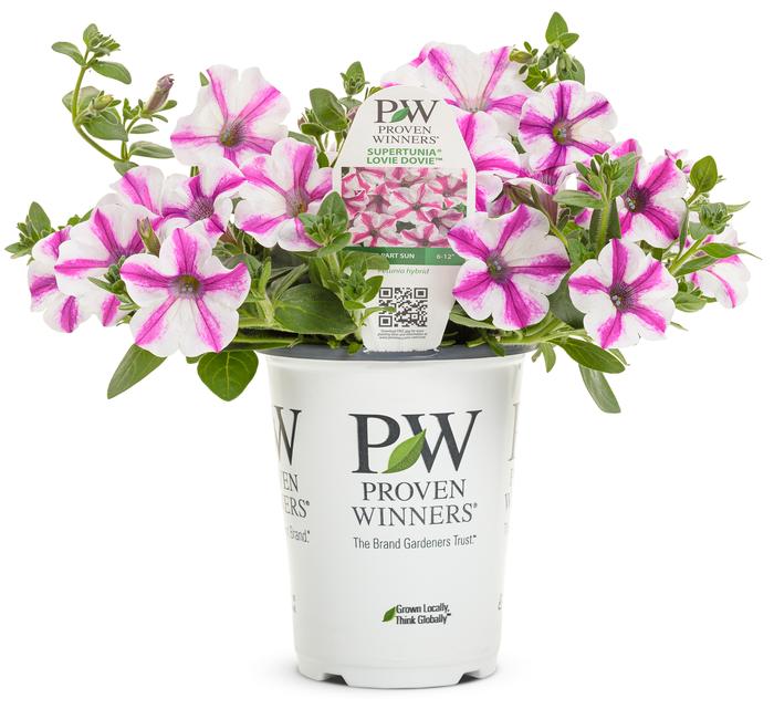 Petunia hybrid BBTUN91601