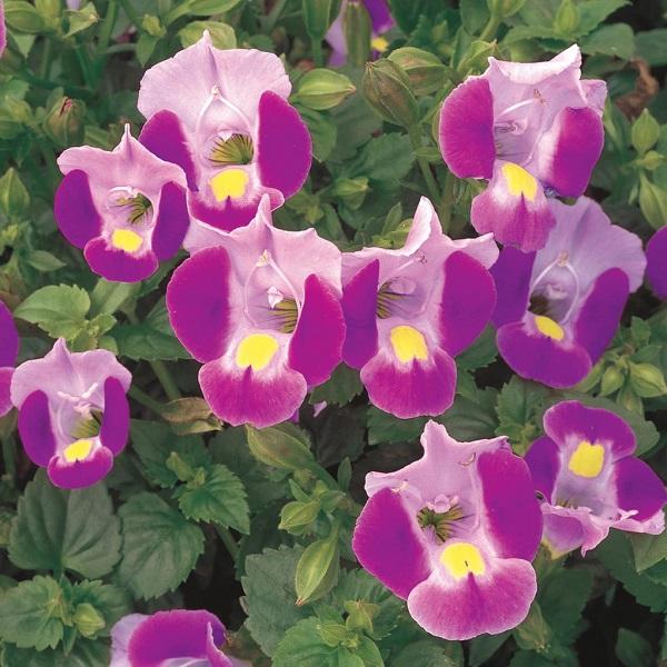 Torenia hybrid Dancatpink