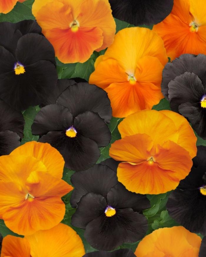 Viola x wittrockiana 