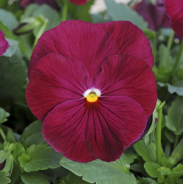 Viola x wittrockiana PAS912396
