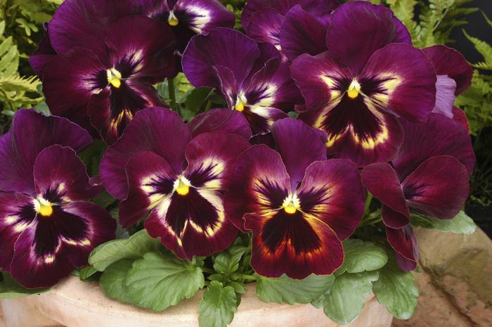 Viola x wittrockiana PAS912398