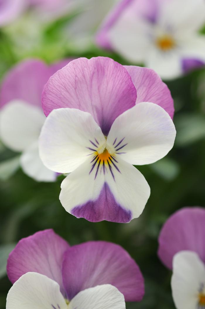 Viola cornuta PAS912448