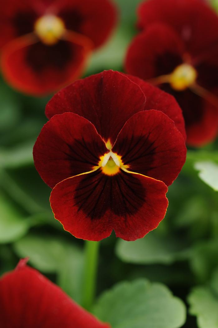 Viola cornuta PAS1171800