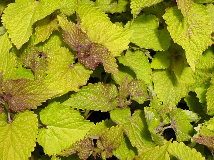 Agastache rugosa Golden Jubilee