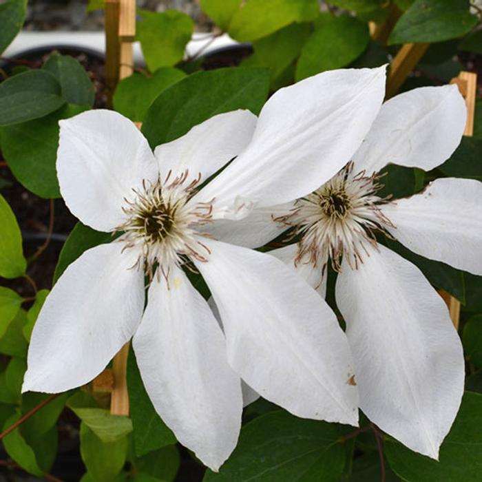 Clematis x Henryii