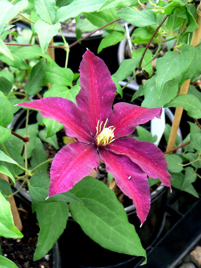 Clematis x Niobe