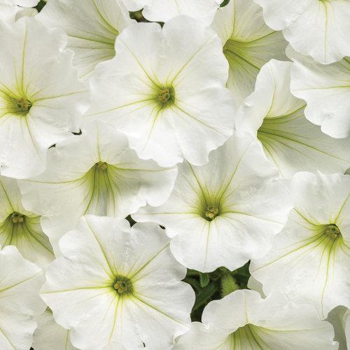 Petunia hybrid BBTUN04401