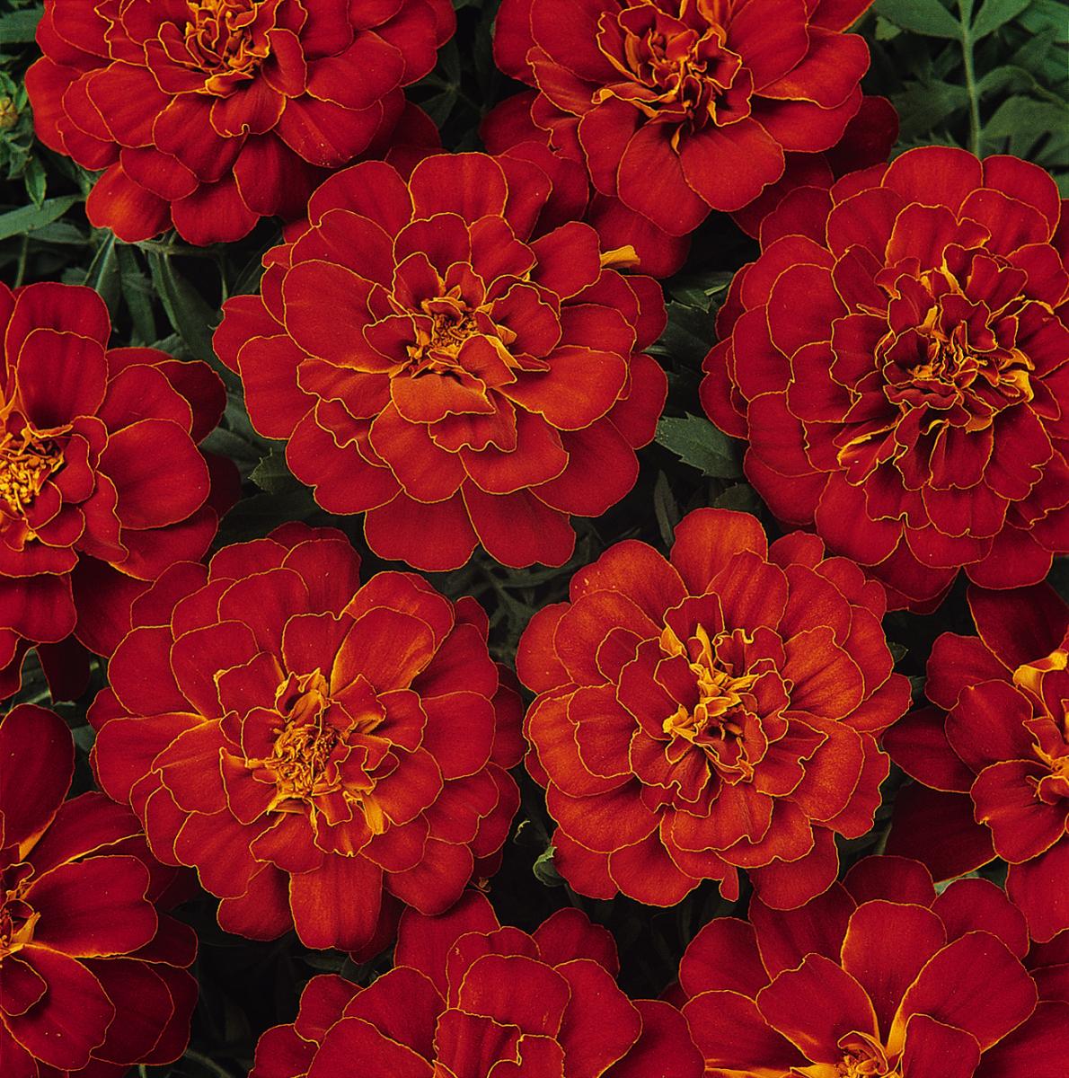 Tagetes patula PAS221545