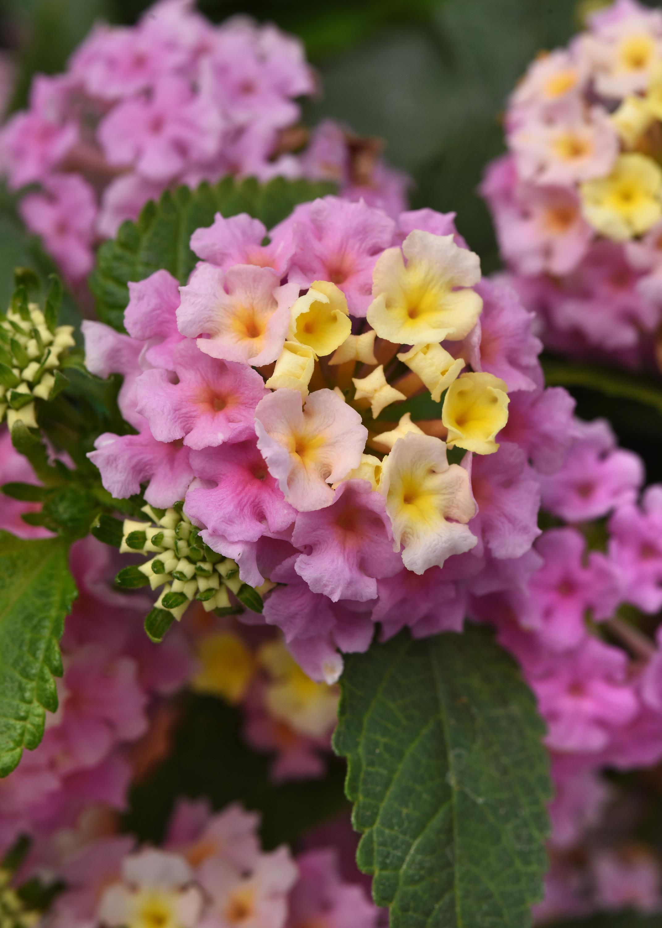 Lantana camara Balluclav