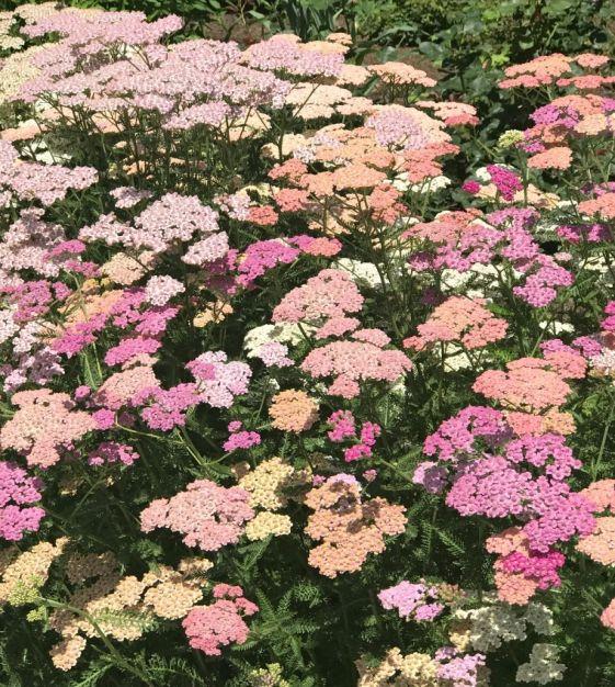 Achillea millefolium 