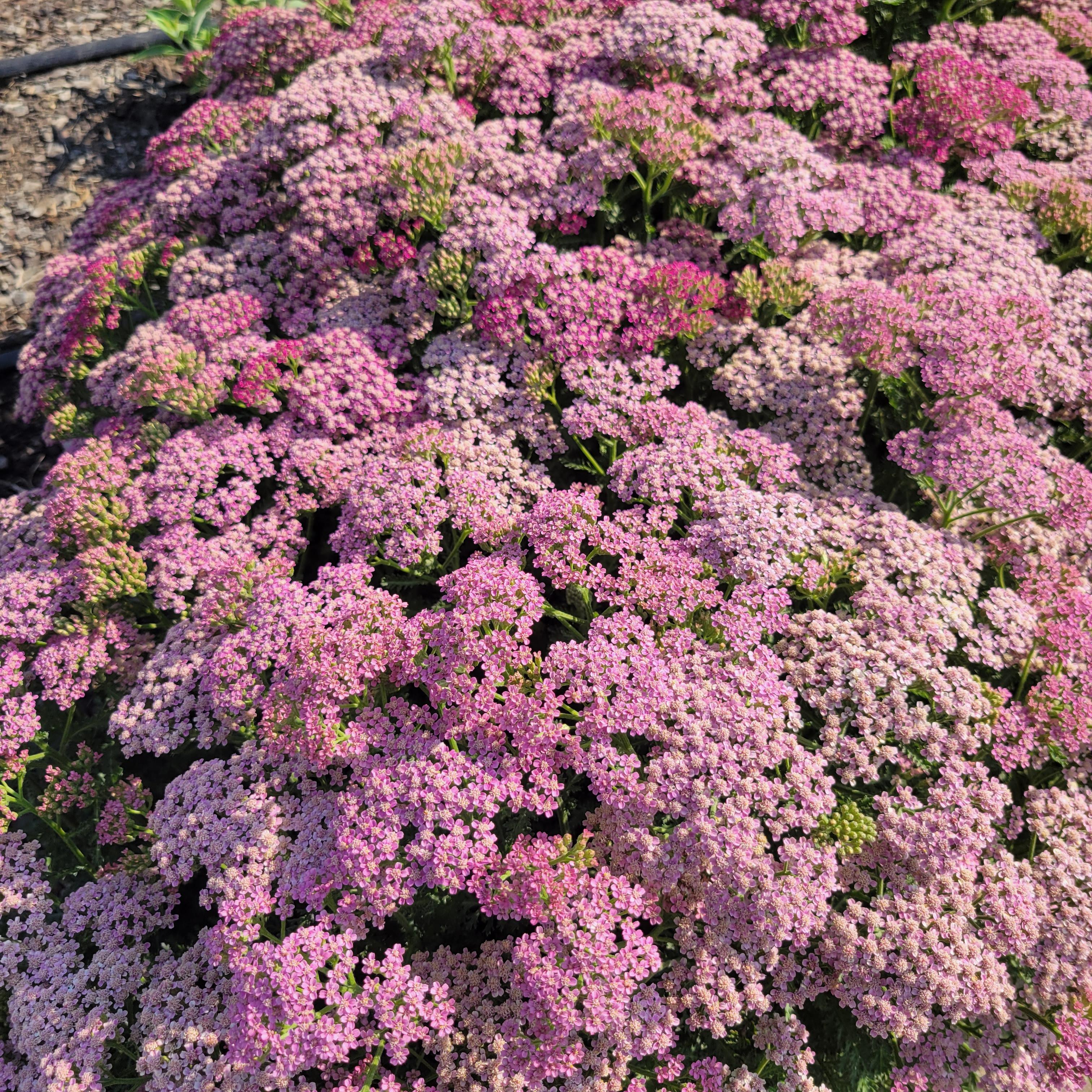 Achillea millefolium FLORACHRO1
