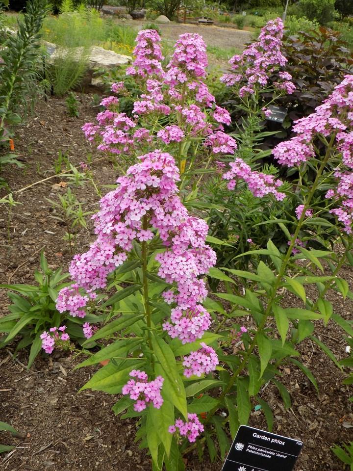 Phlox paniculata Jeana