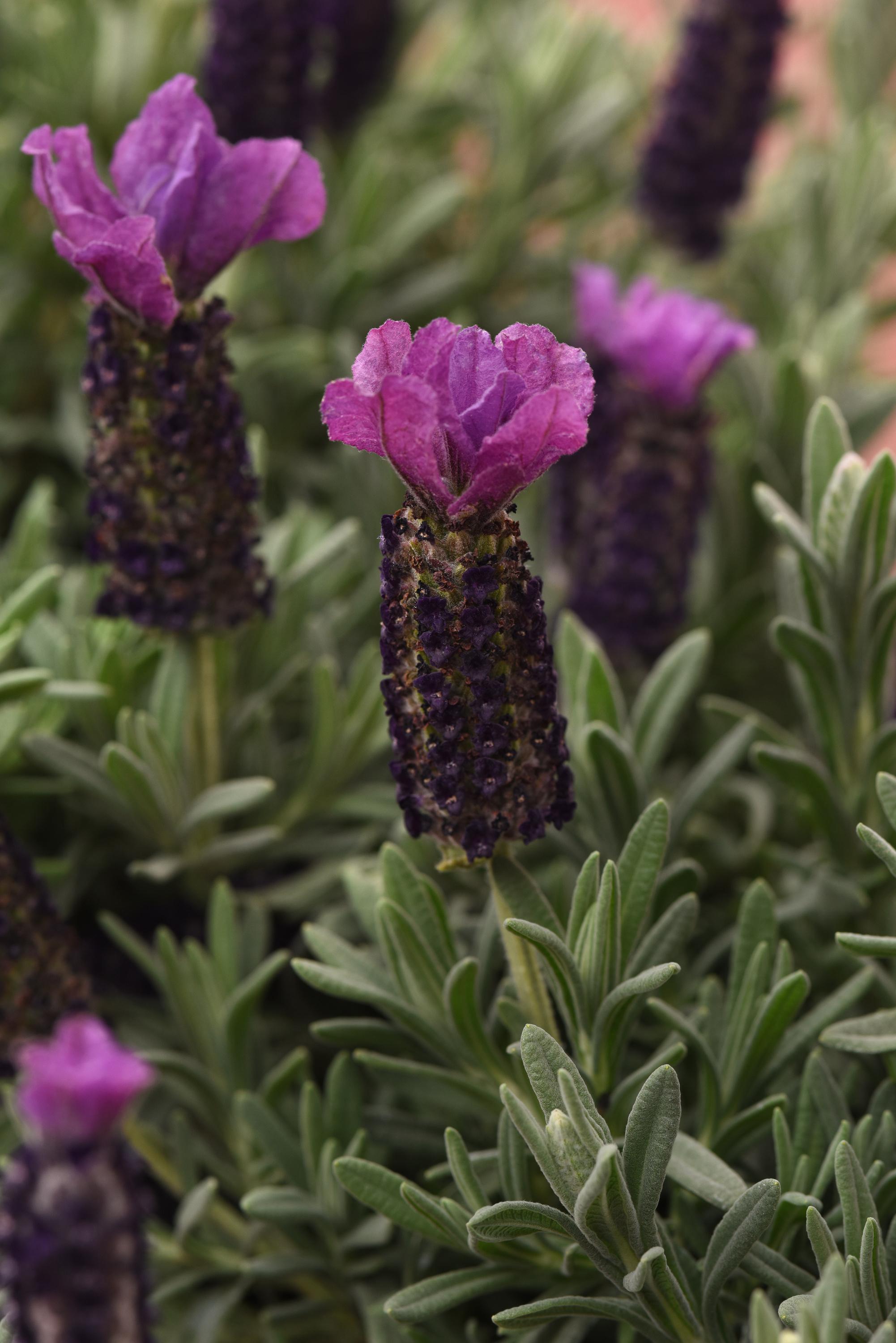 Lavandula stoechas Anouk Deluxe 1939