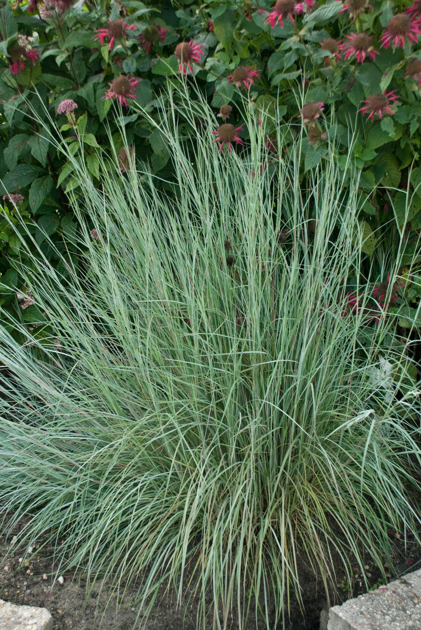 Schizachyrium scoparium Prairie Blues