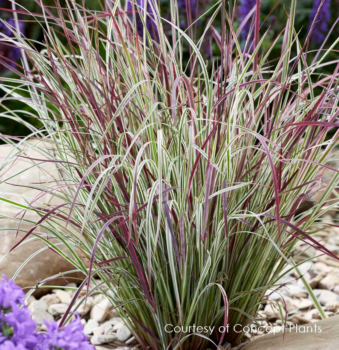 Schizachyrium scoparium Chameleon