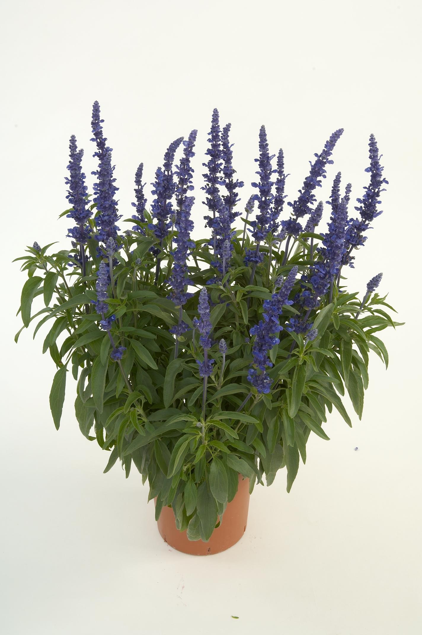 Salvia farinacea 