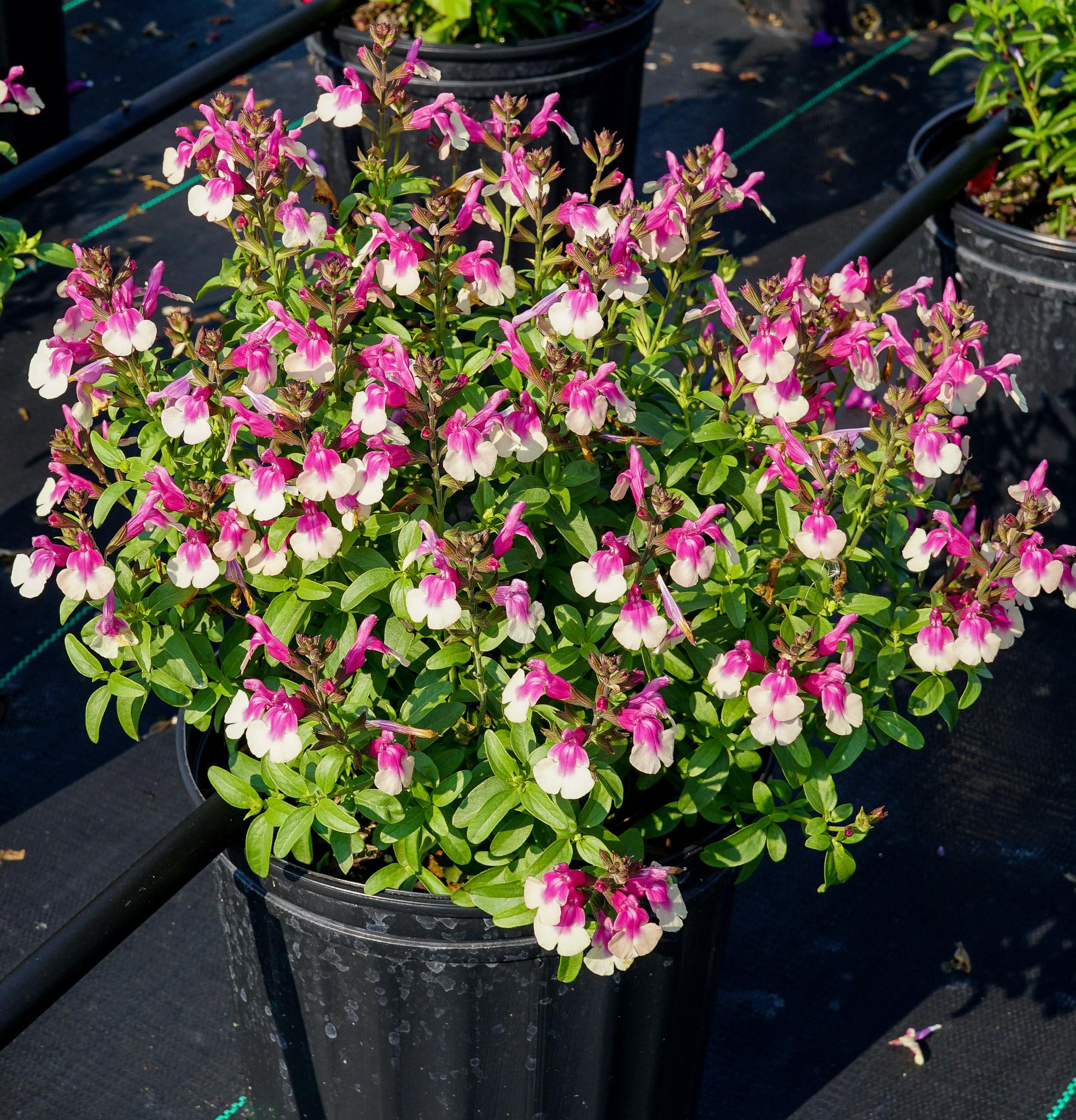 Salvia greggii Balmirrobi