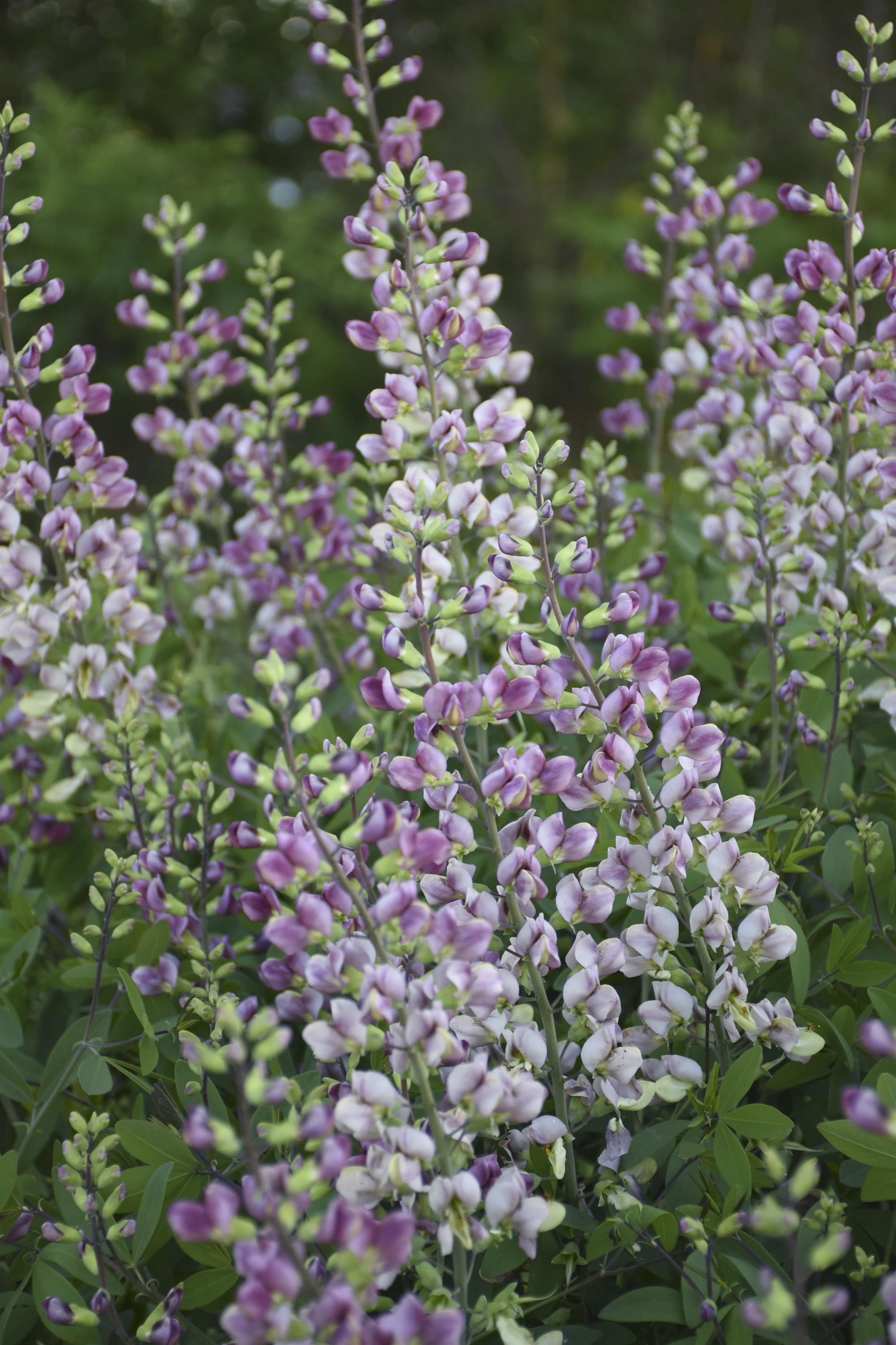 Baptisia Plum Rosy