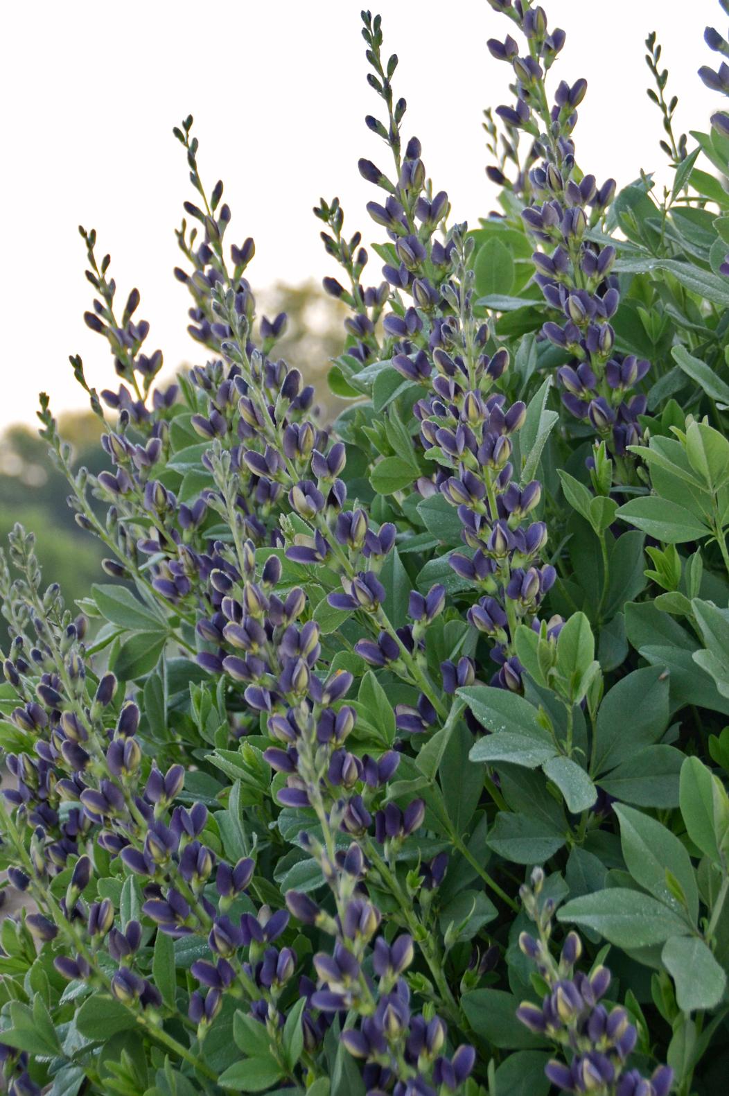 Baptisia 2024 Indigo Spires
