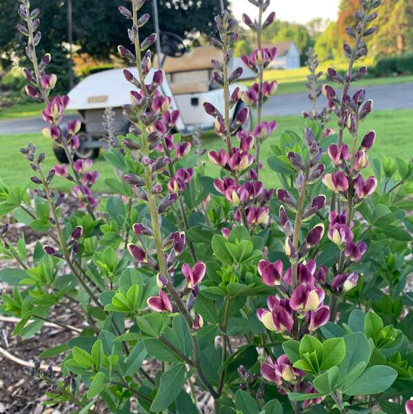 Baptisia 2024 Grape Escape