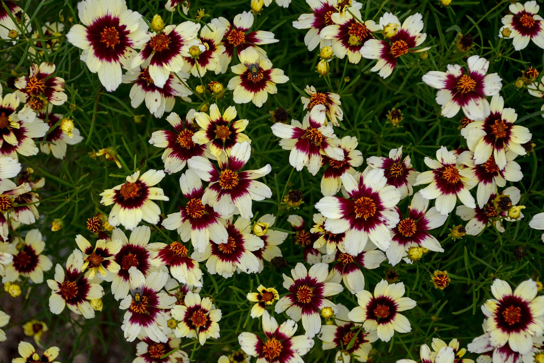 Coreopsis verticillata Red Hot Vanilla