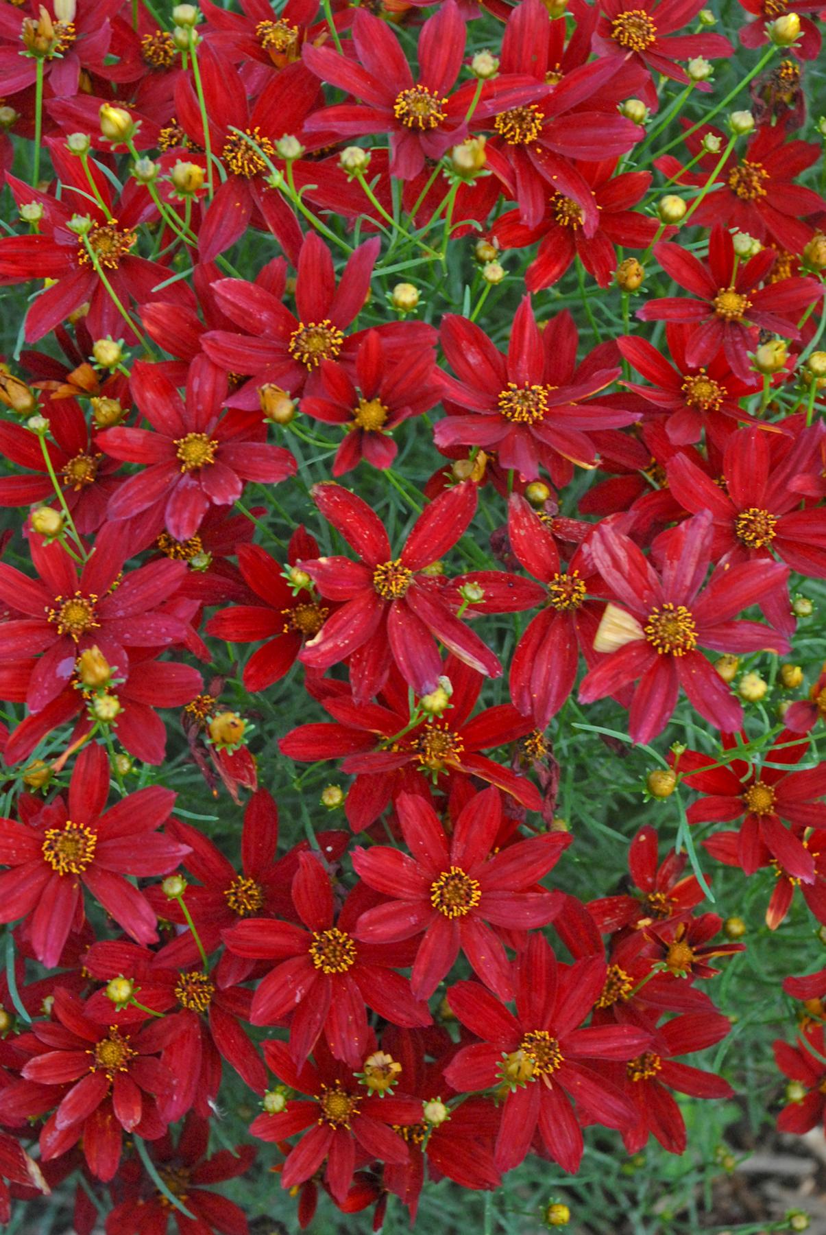 Coreopsis verticillata Hot Paprika