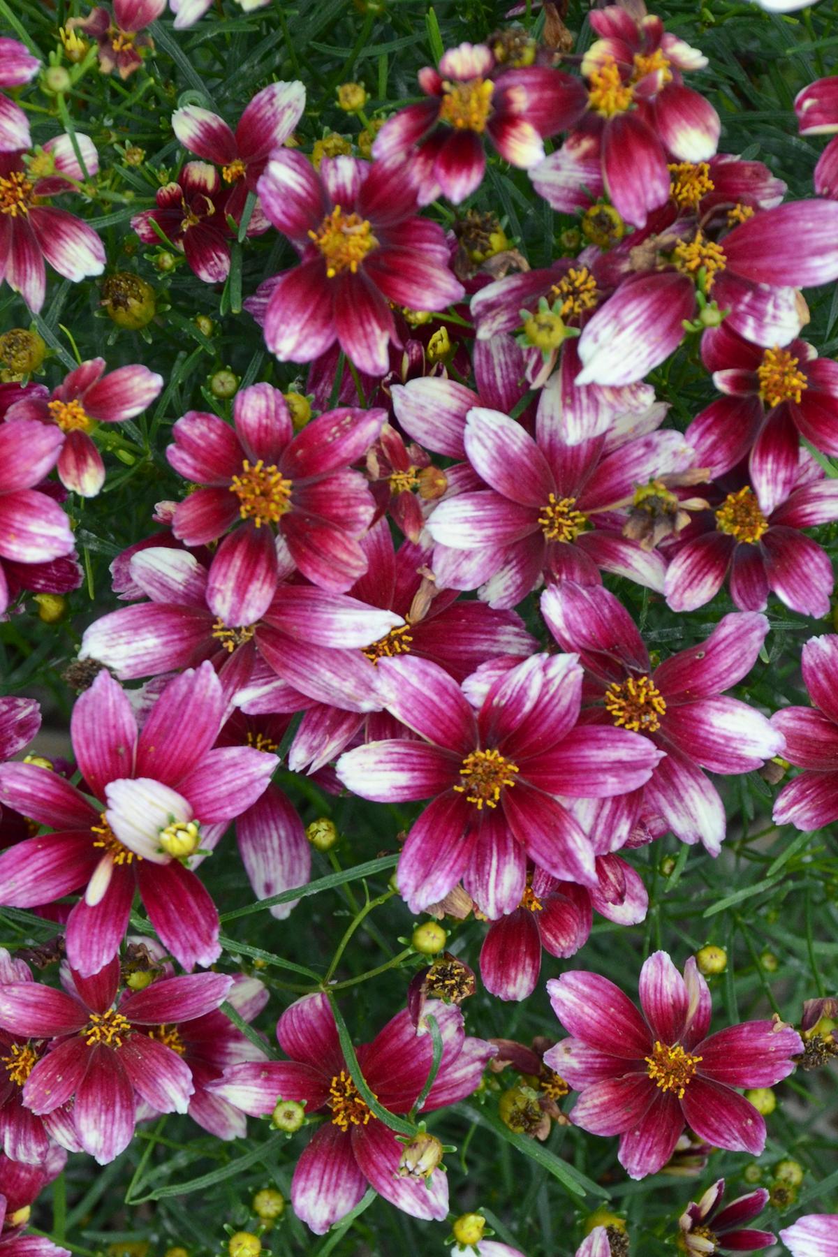 Coreopsis verticillata Zesty Zinger